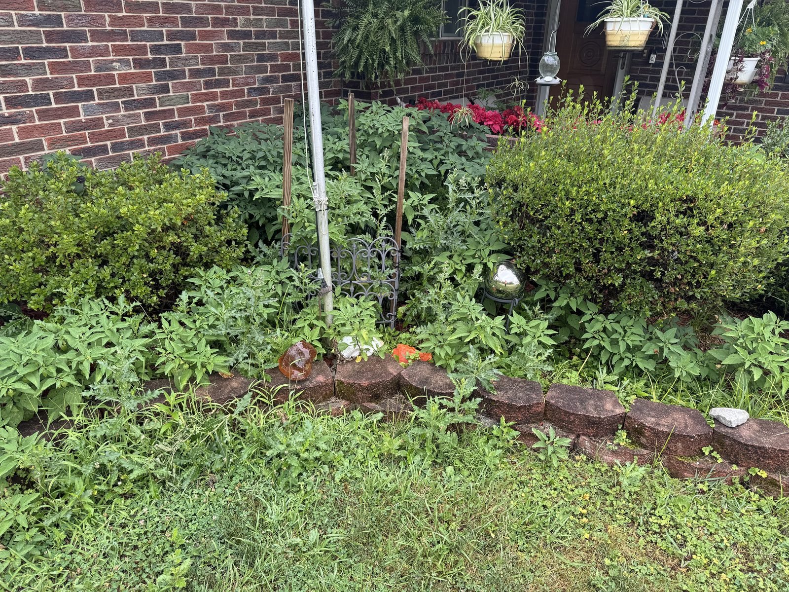 Overgrown, weedy landscape bed before ProLawn cleanup