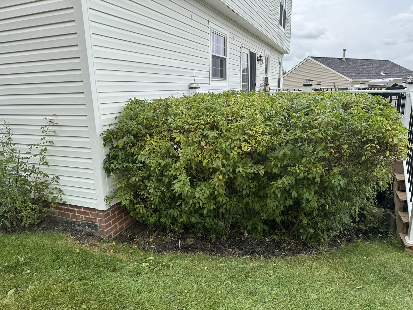 Same hedge trimmed and shaped after service