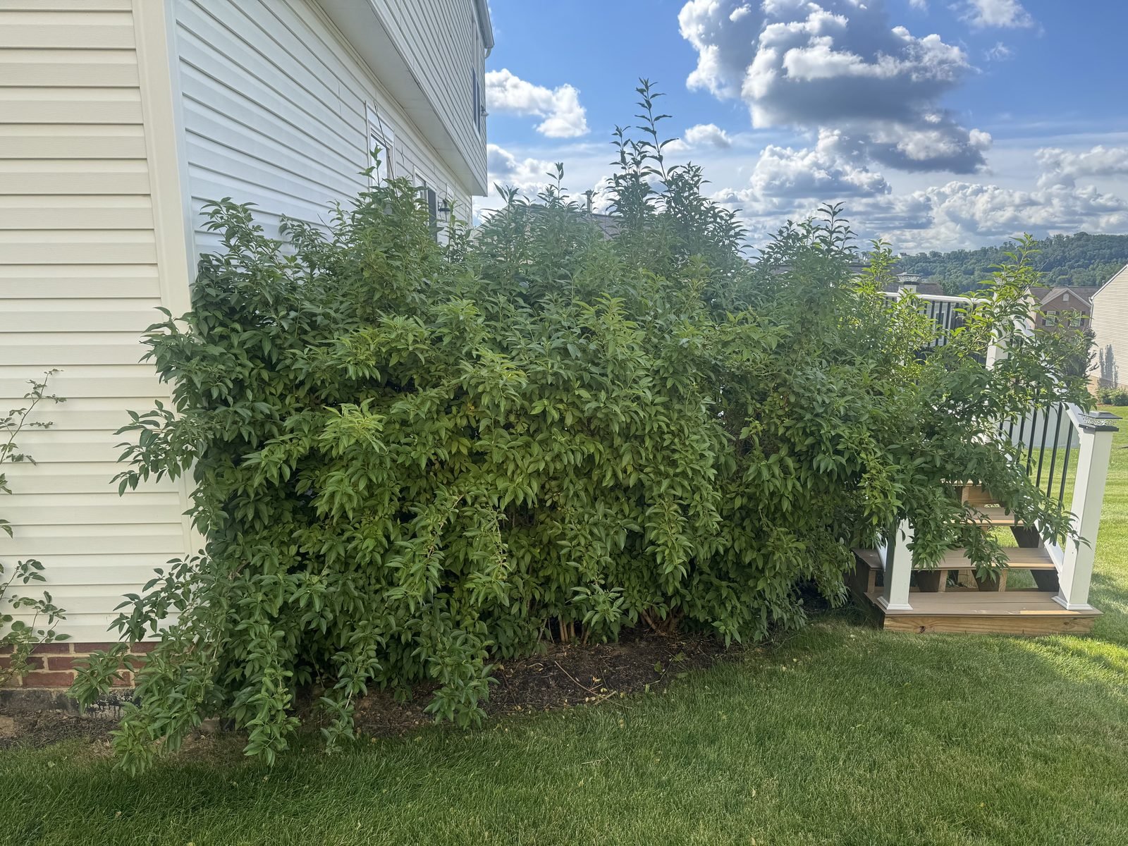 Overgrown foundation hedge with tall unruly growth before trimming
